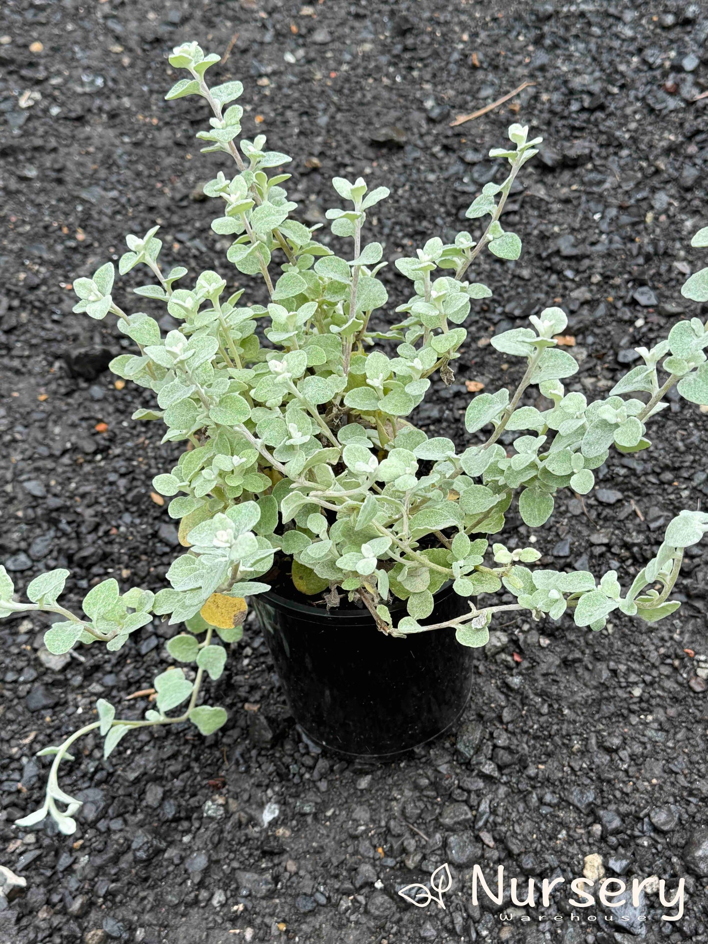 Helichrysum Petiolare (Licorice Plant)