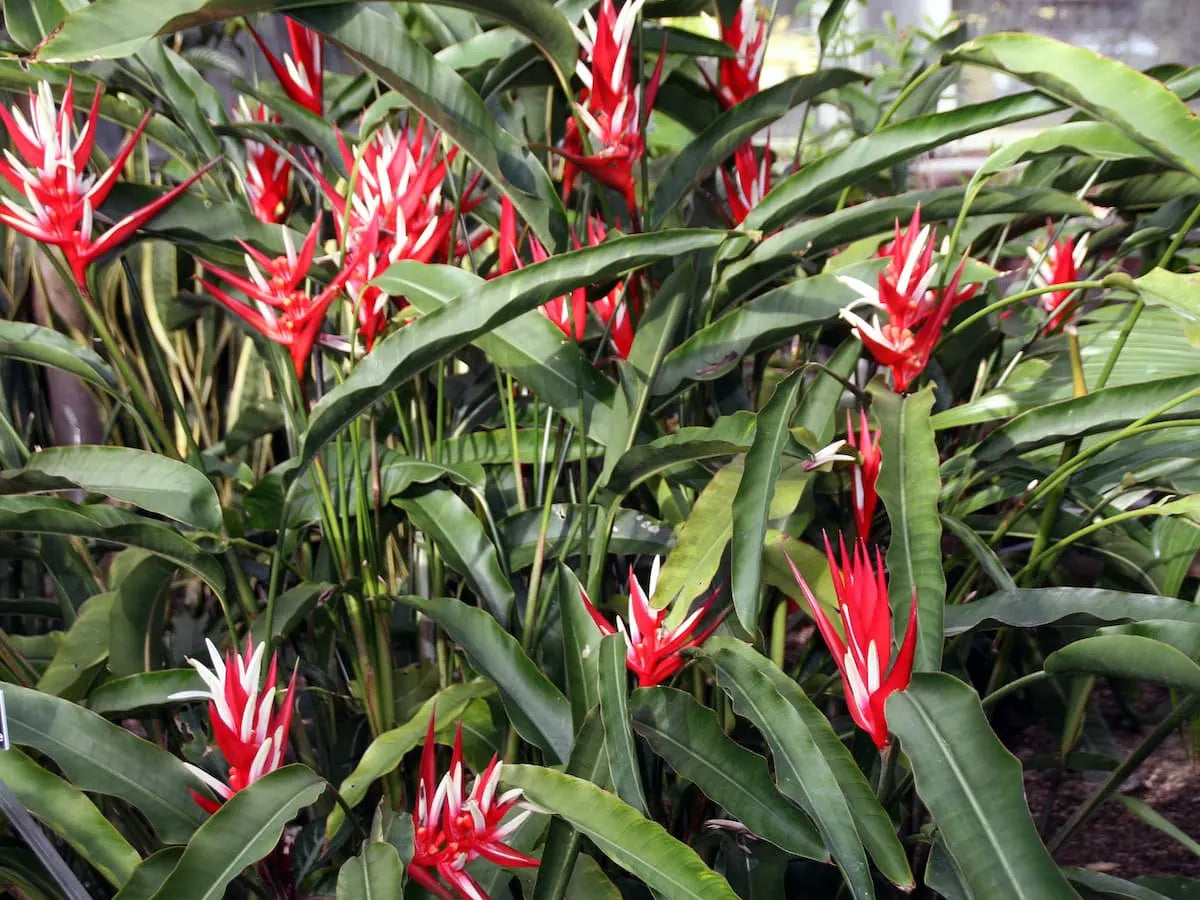 Heliconia Angusta (Red Christmas)