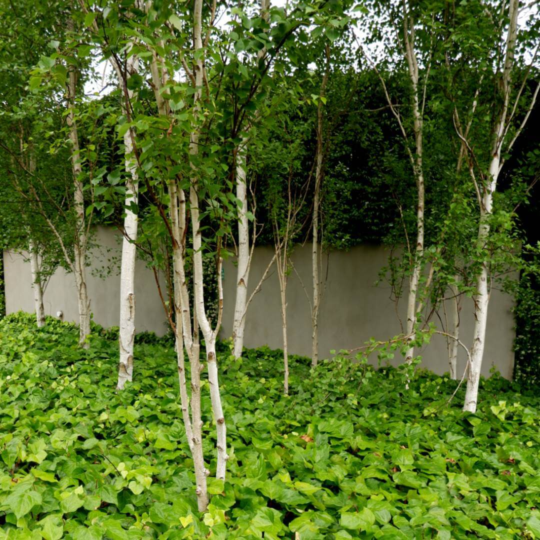 Ground cover Hedera Canariensis (Canary Ivy) alongside a footpath, complemented by feature trees.