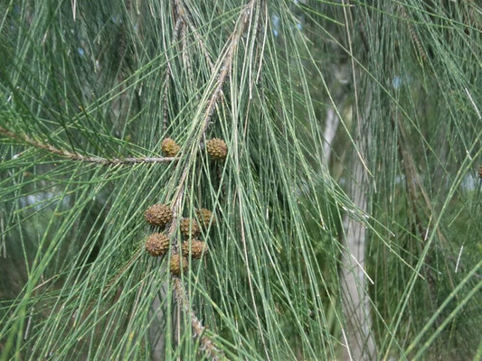 Casuarina Glauca (Swamp Oak)