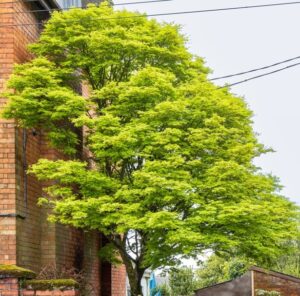 Acer palmatum 'Horizontalis' (Horizontalis Japanese Maple Standards)