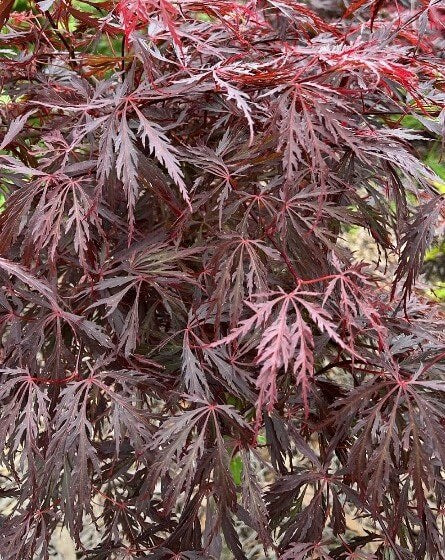 Acer palmatum dissectum 'Crimson Queen' (Crimson Queen Weeping Japanese Maple Standards)