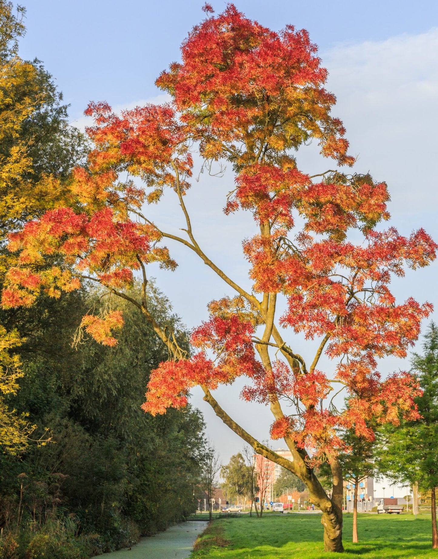 Fraxinus oxycarpa (Desert Ash)