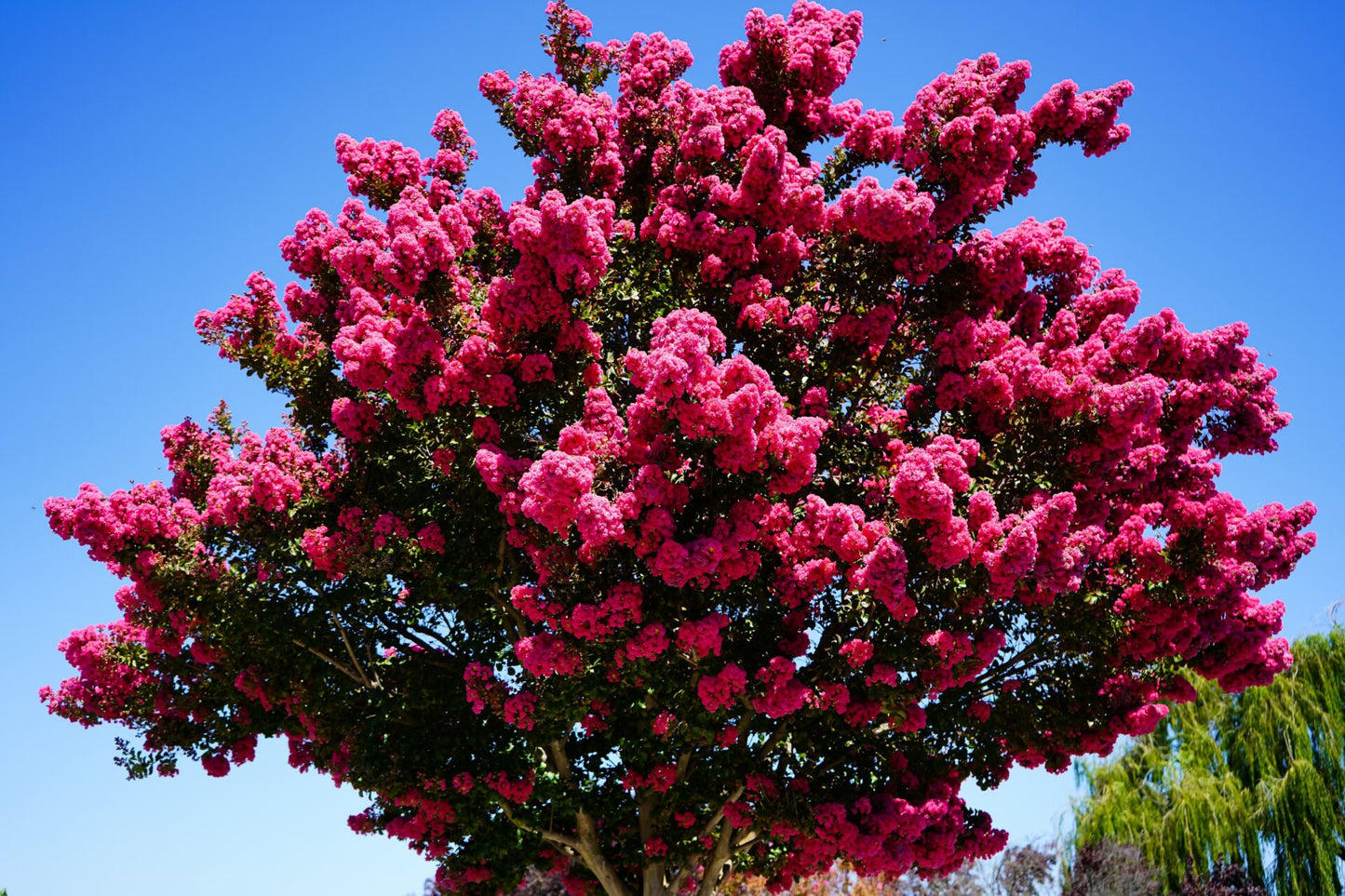 Lagerstroemia Tonto (Tonto Crape Myrtle)