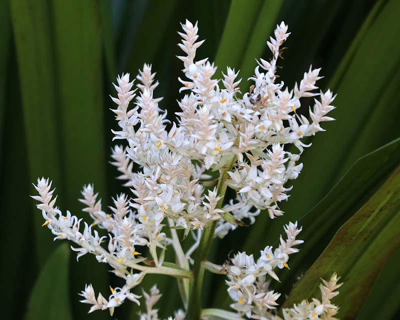 Helmholtzia Glaberrima (Stream Lily)