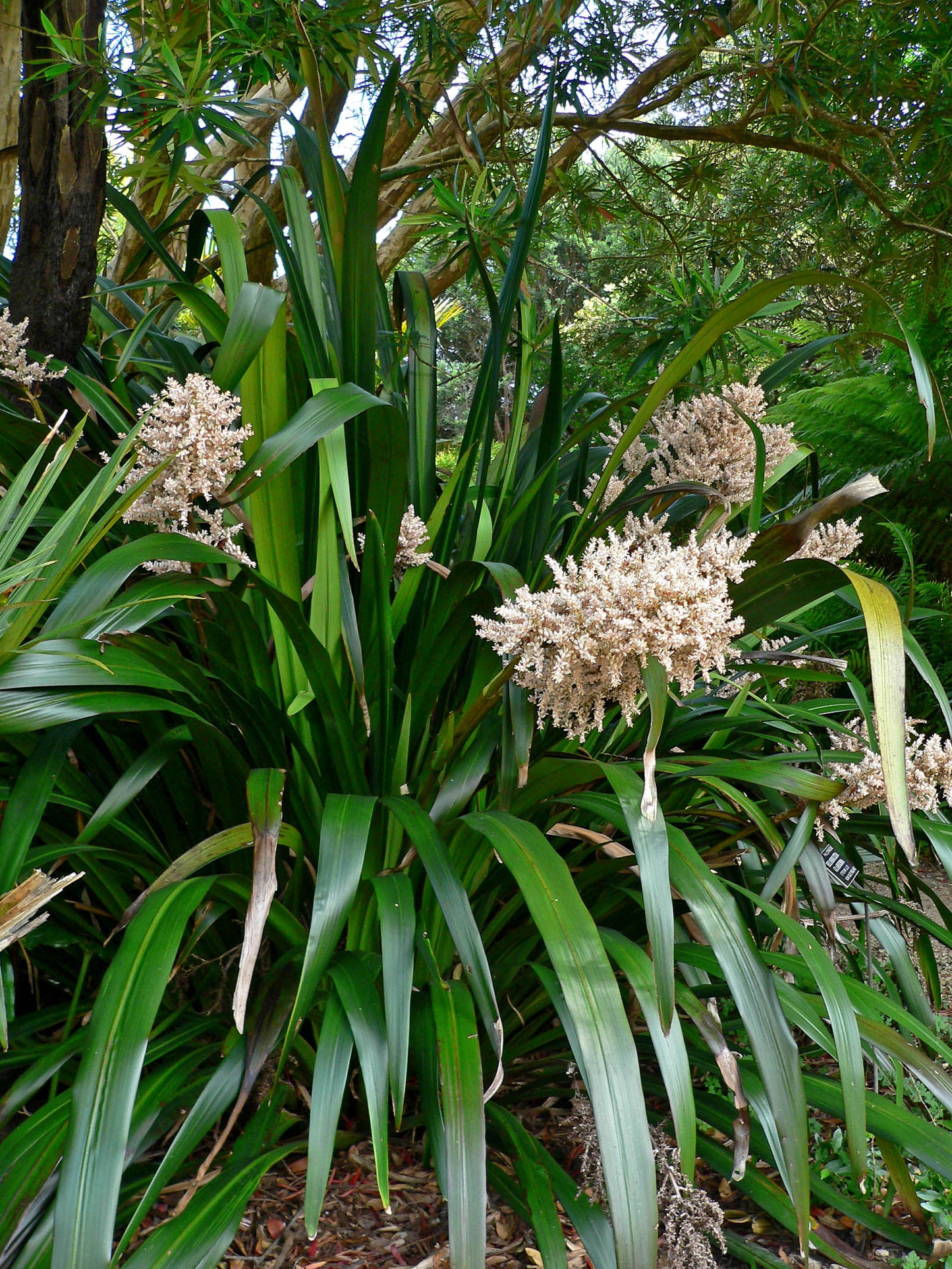 Helmholtzia Glaberrima (Stream Lily)