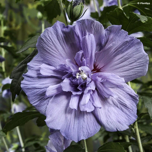 Hibiscus Syriacus 'Single Blue' (Rose of Sharon Single Blue)