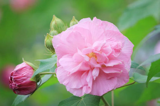 Hibiscus mutabilis (Rose of Sharon)