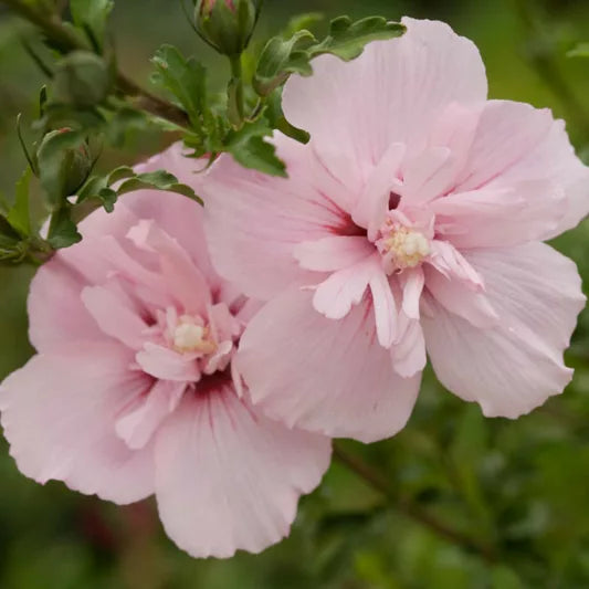 Hibiscus Syriacus 'Double Pink' (Rose of Sharon Double Pink)