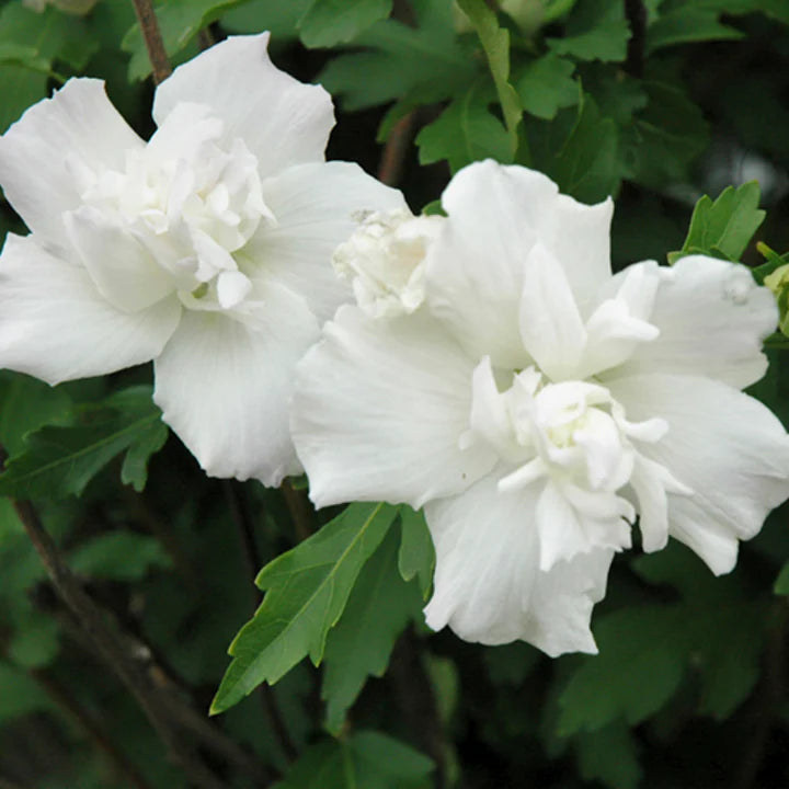 Hibiscus Syriacus 'Double White' (Rose of Sharon Double White)