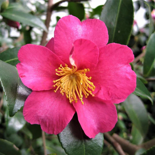 Camellia Hiryu