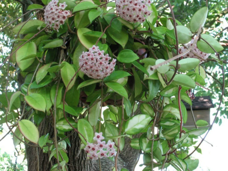 Hoya Carnosa (Wax Plant)