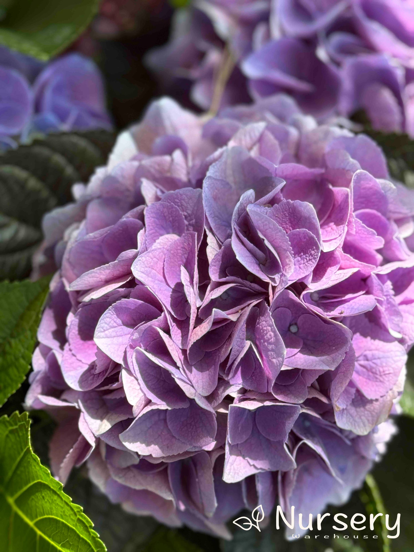 Close-up of Hydrangea Macrophylla (Hydrangea) flower heads, showcasing vibrant blooms in shades of blue and pink.