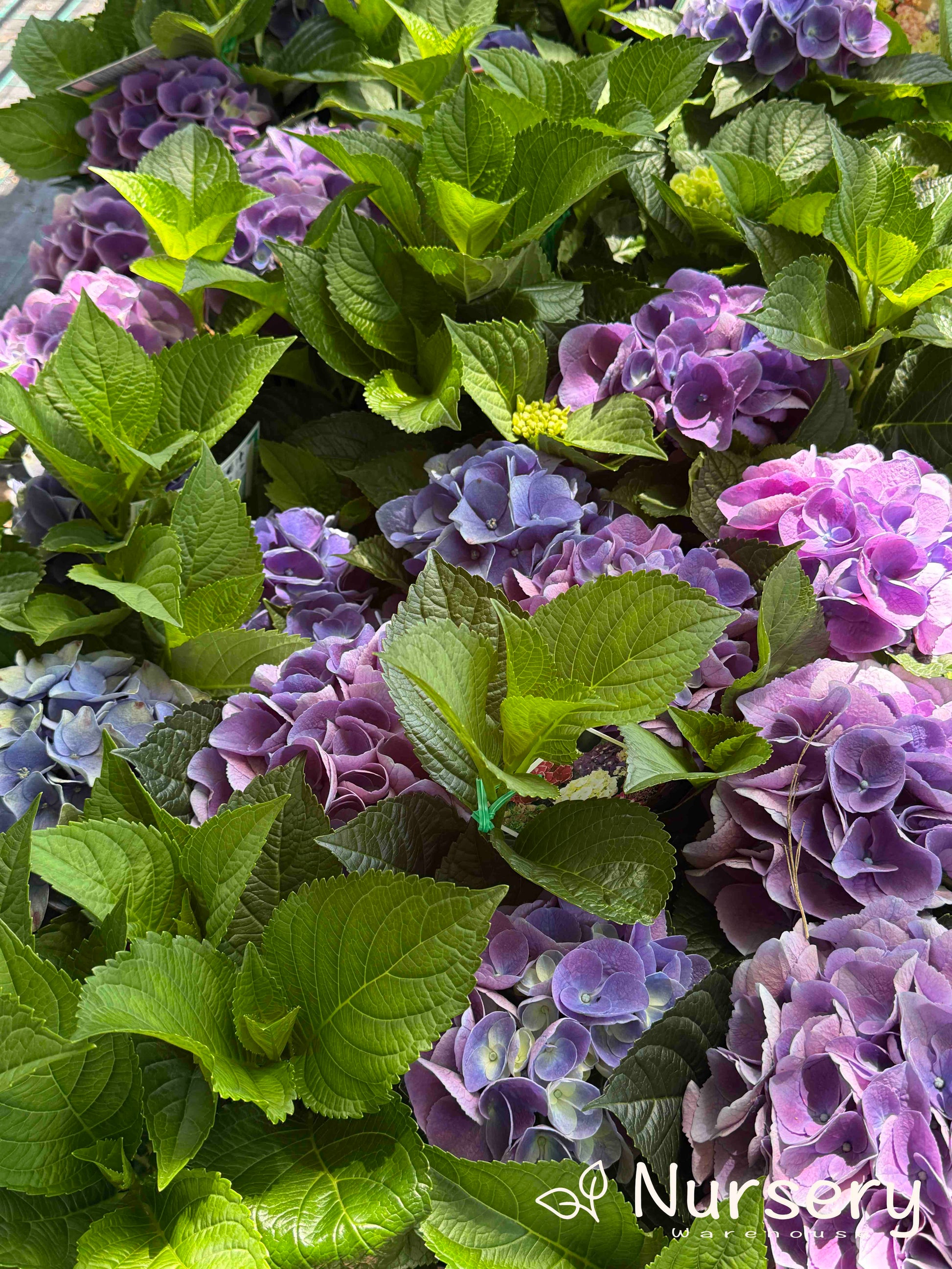 Trays of Hydrangea Macrophylla (Hydrangea) plants in pots, displaying a variety of vibrant flower colours available for purchase.