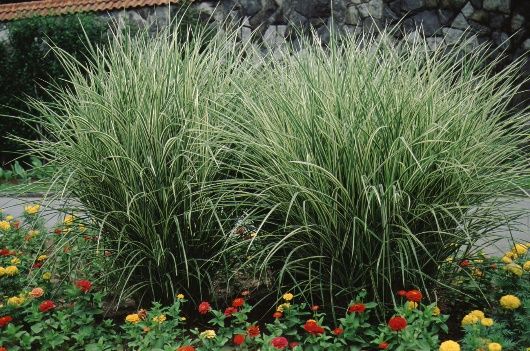 Miscanthus Sinensis ‘Capriccio’ (Capriccio Maiden Grass)