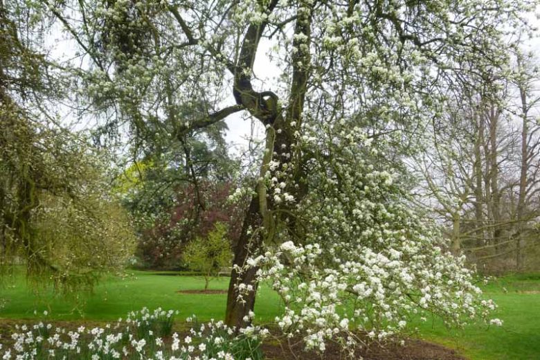 Pyrus Nivalis (Snow Pear)