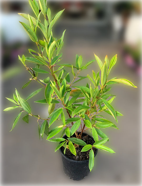 Tibouchina Alstonville in a pot ready for sale at Nursery Warehouse.