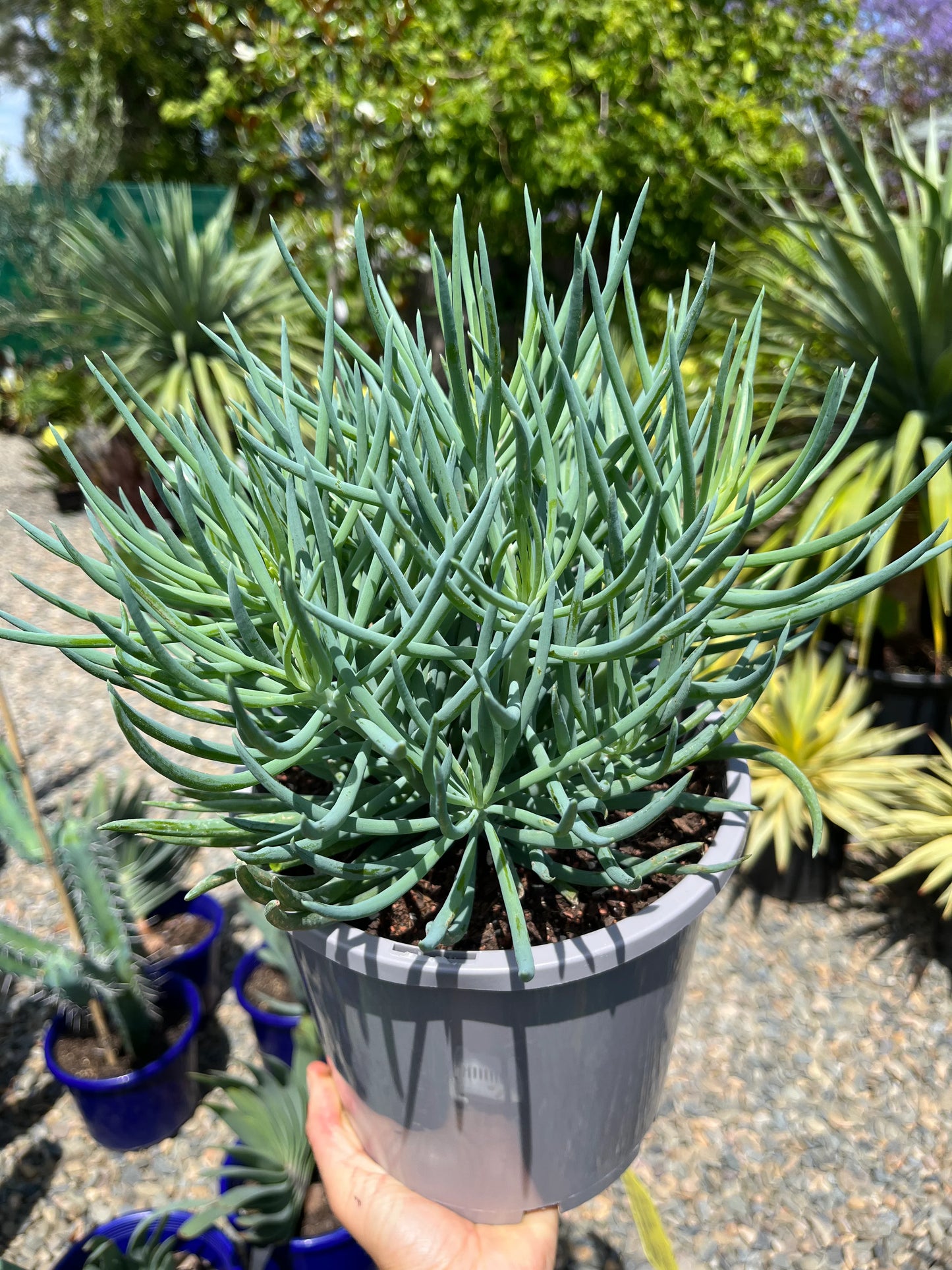 Senecio Talinoides (Ice Sticks)