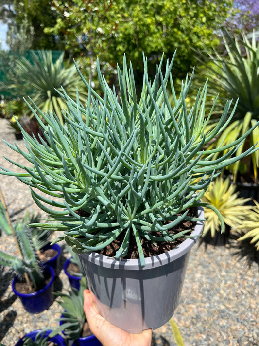 Senecio Talinoides (Ice Sticks)