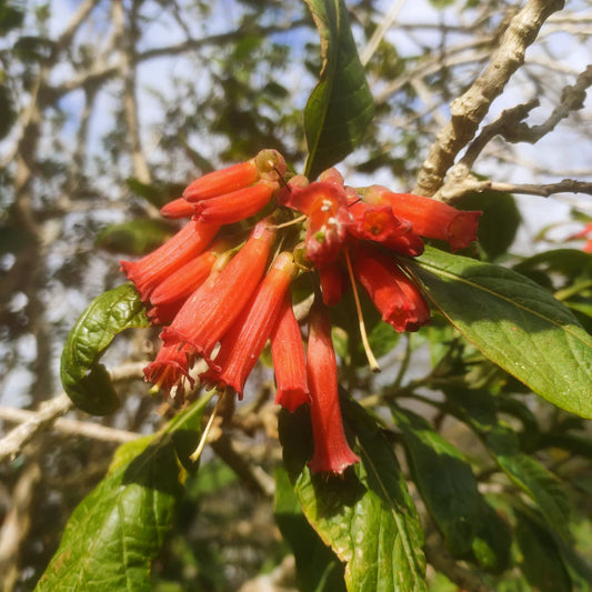 Iochroma Fuchsioides 'Orange' (Orange Iochroma)