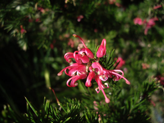 Grevillea 'Pink Pearl'