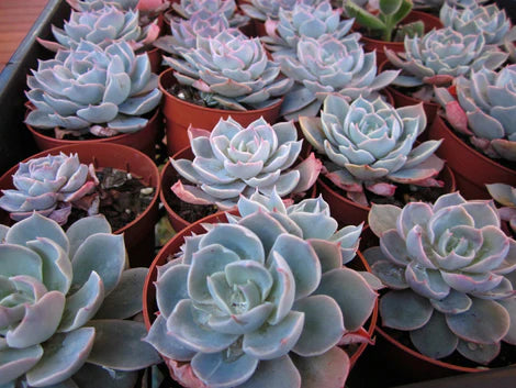 Echeveria Morning Beauty (Morning Beauty Echeveria)