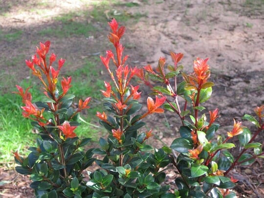 Syzygium Australe (Orange Twist)