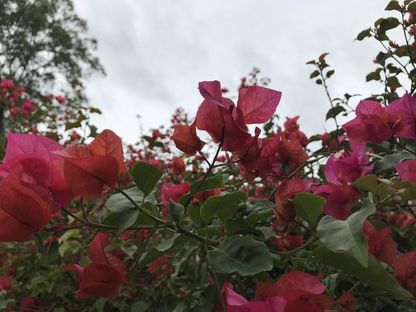 Bougainvillea Glabra (Temple Fire)