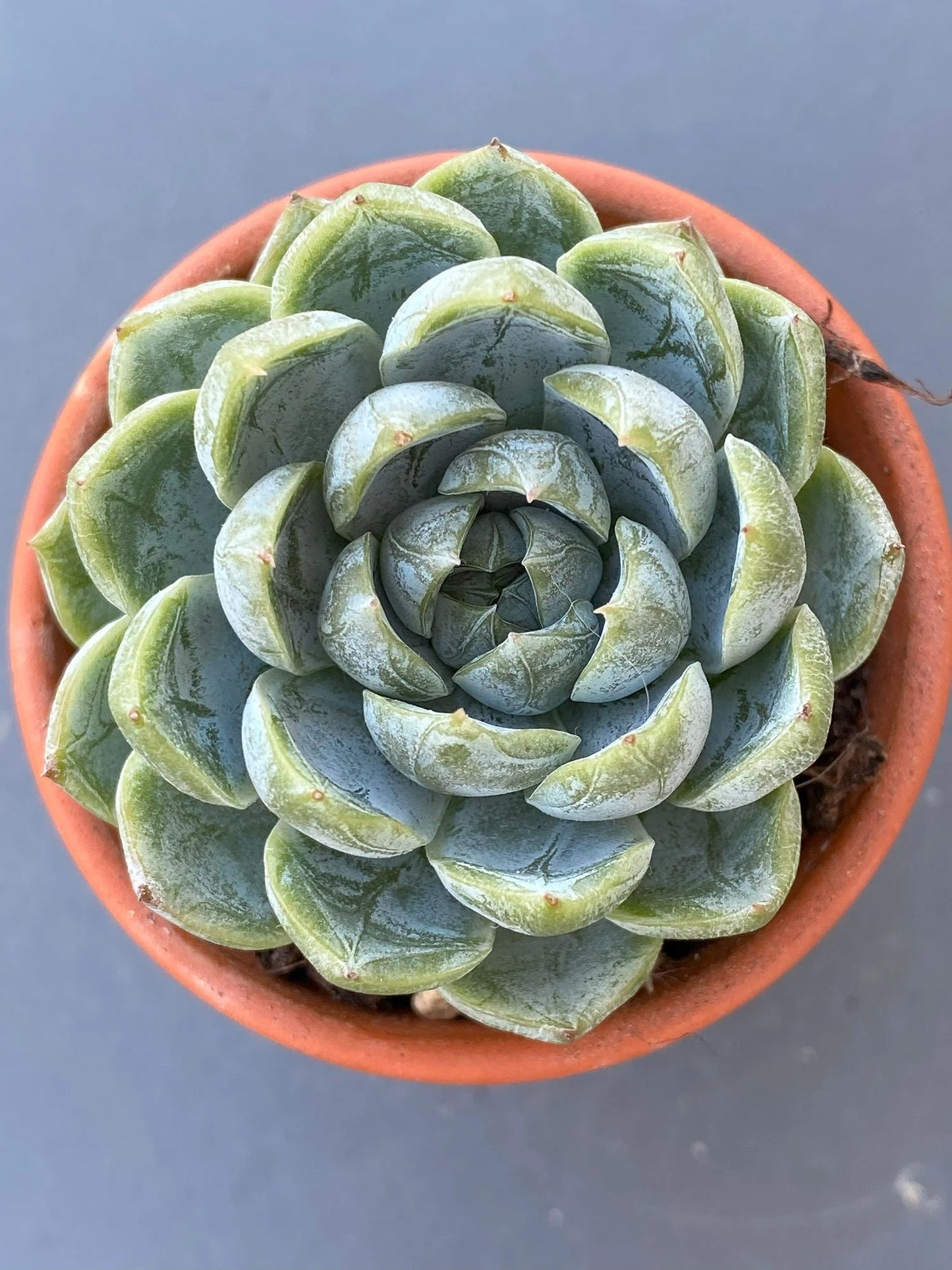 Echeveria spp. (Assorted Echeveria)