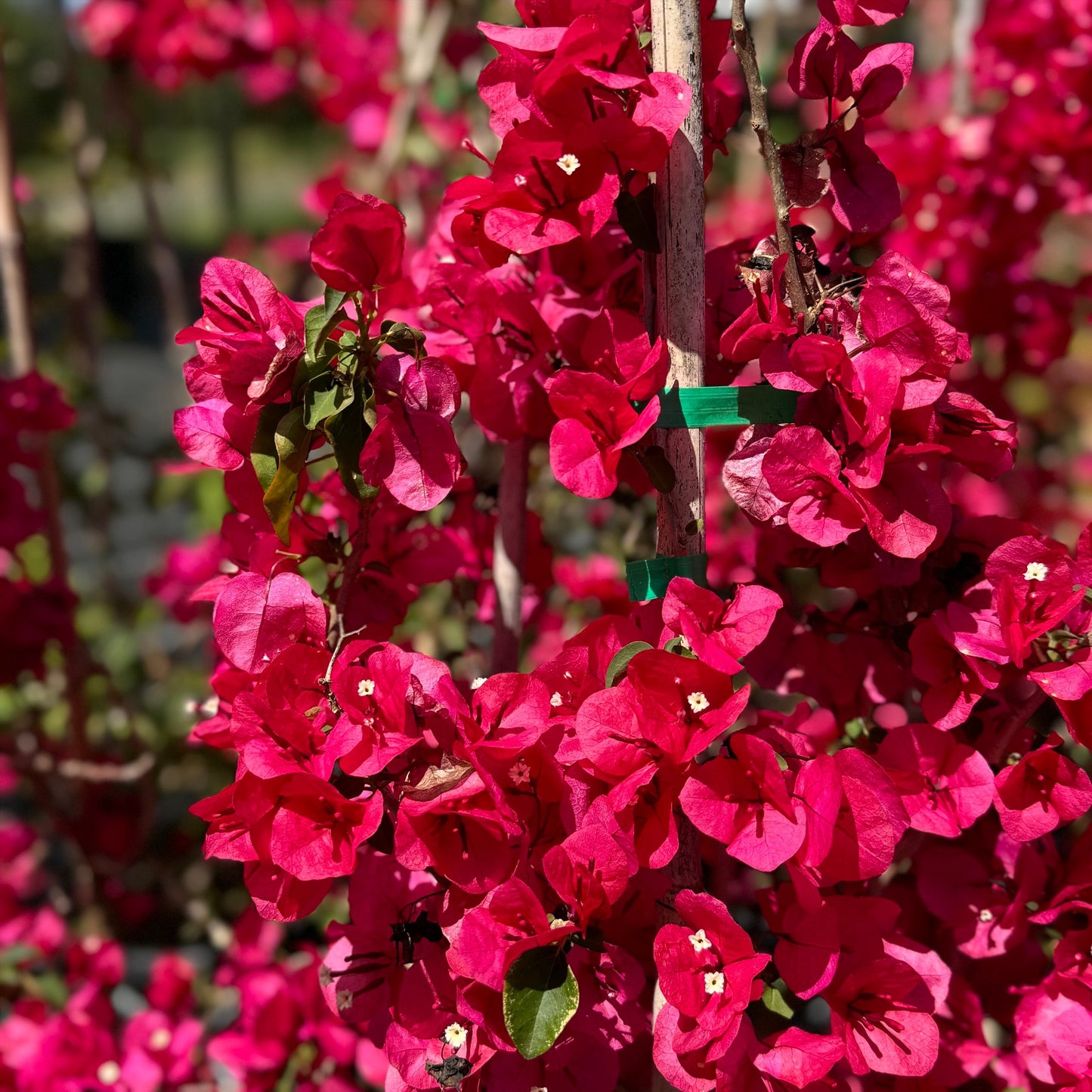 Bougainvillea Glabra (Red Dragon™ Red Zed)