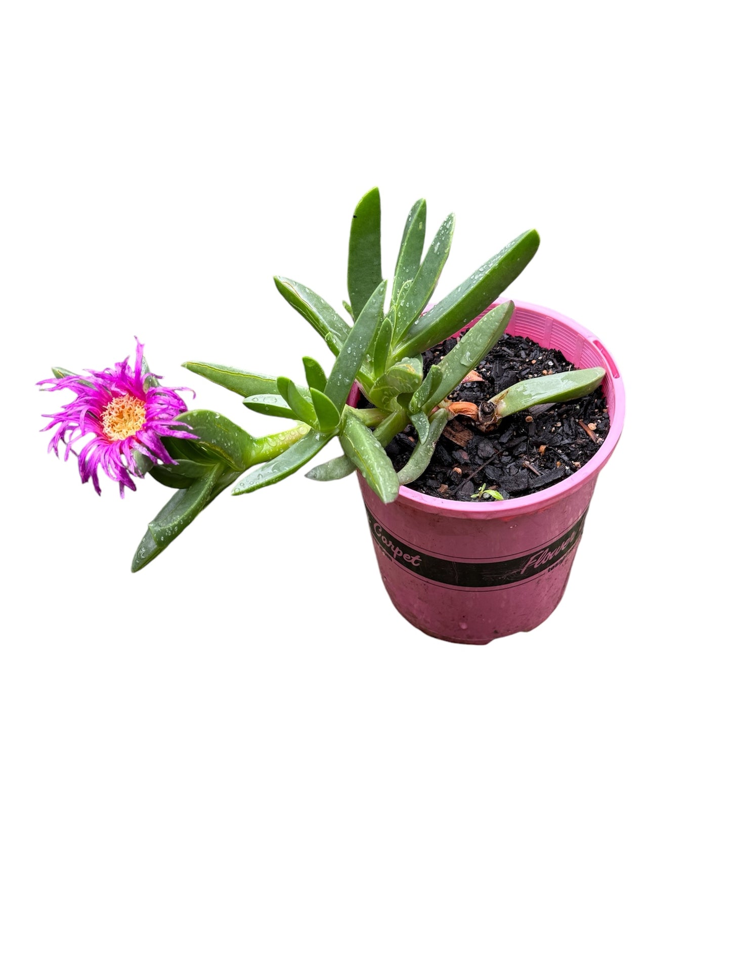 "Lampranthus Spectabilis in a 140mm pot, ready for sale with vibrant pink blooms."