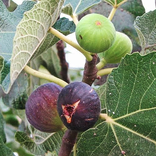 Ficus Carica (Preston Prolific Fig)