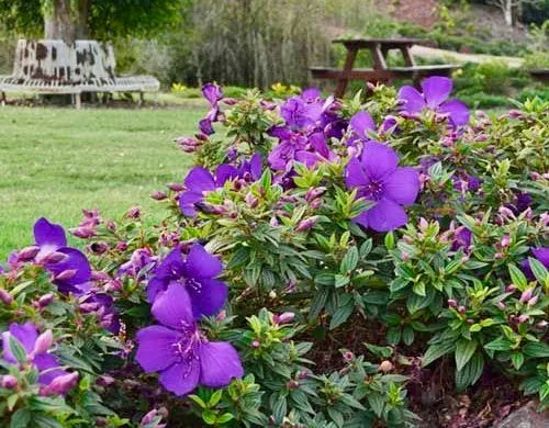 Tibouchina Jazzie (Jazzie Purple Glory Bush)