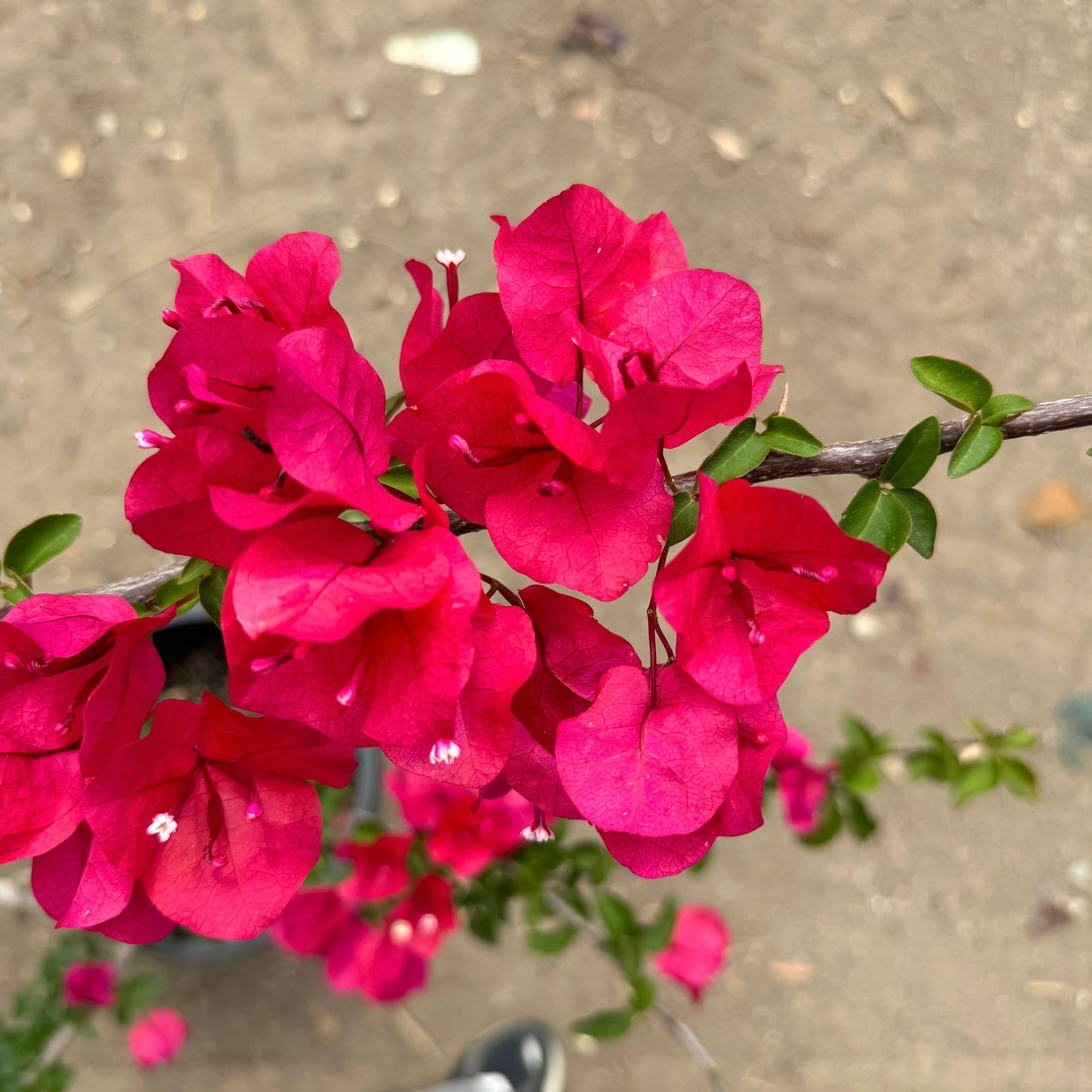 Bougainvillea Glabra (Red Dragon™ Red Zed)