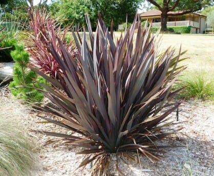 Phormium Purple Haze (Purple New Zealand Flax)