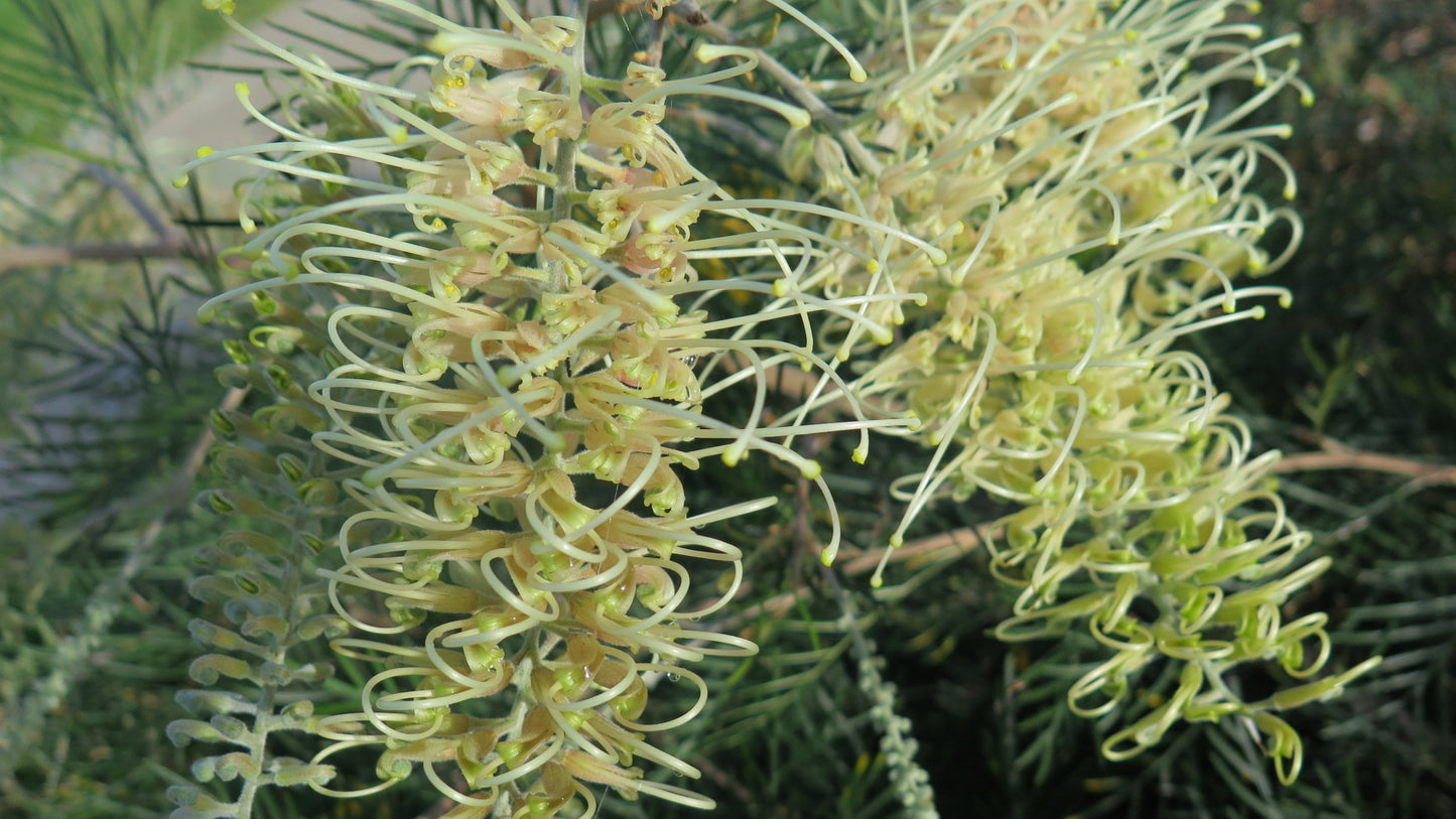 Grevillea 'Ivory Whip'