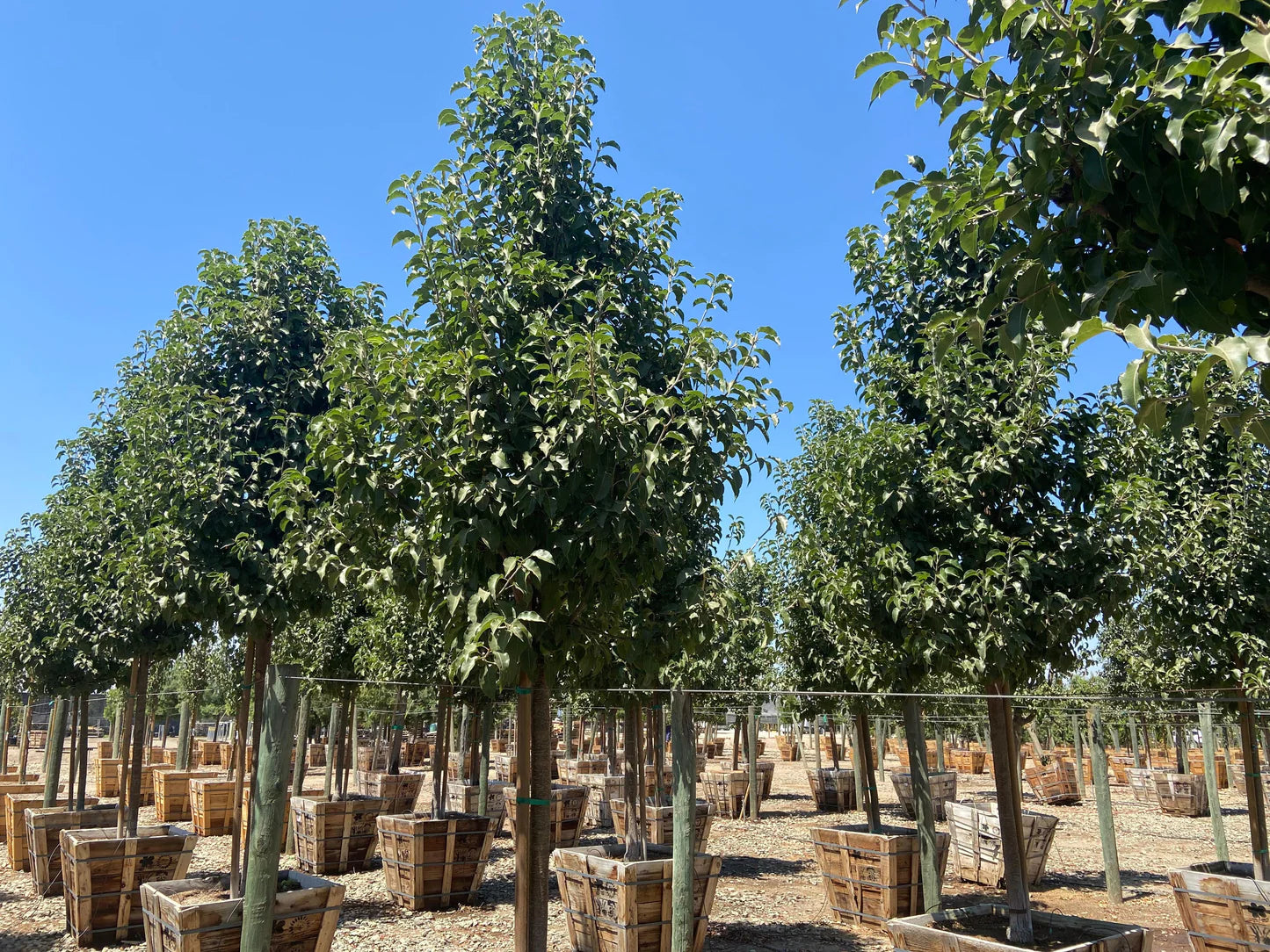 Pyrus Red Spire (Red Spire Pear Tree)