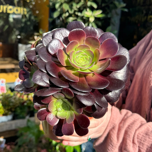 Aeonium Velour (Velour Aeonium)