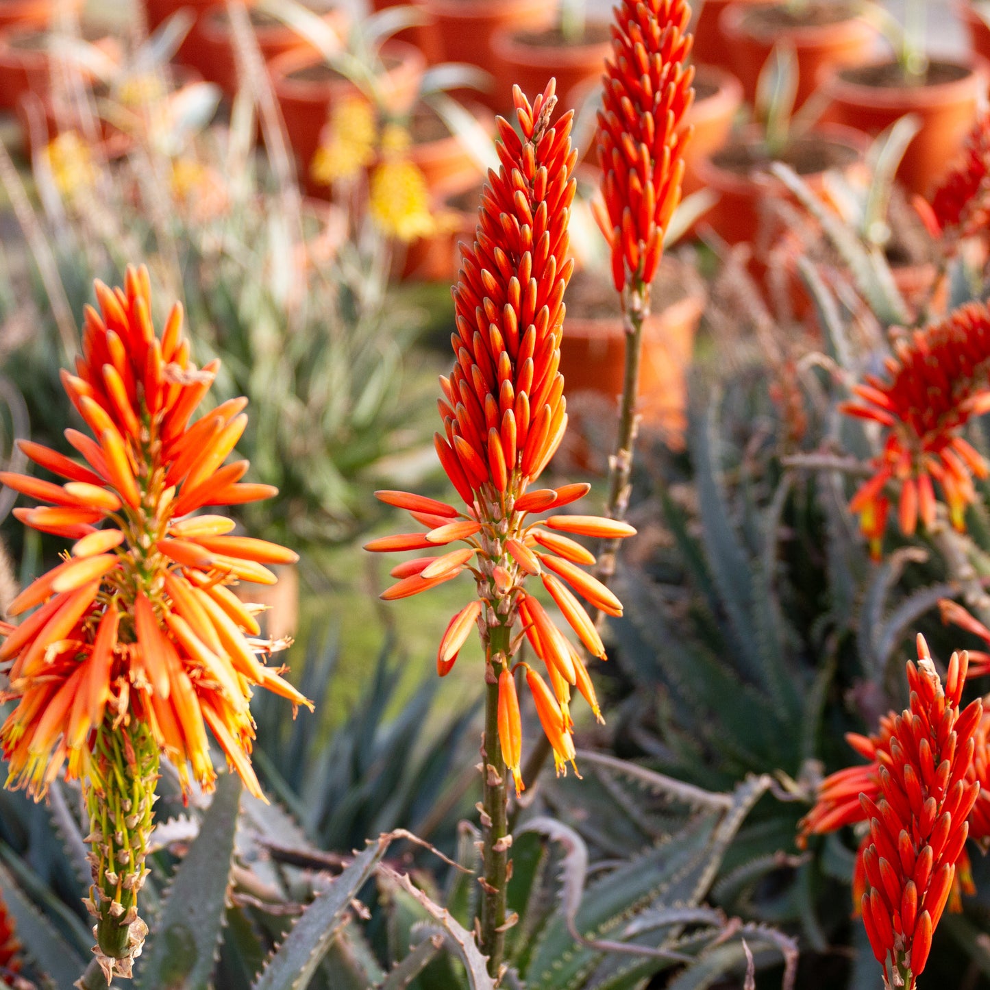 Aloe Spinosissima