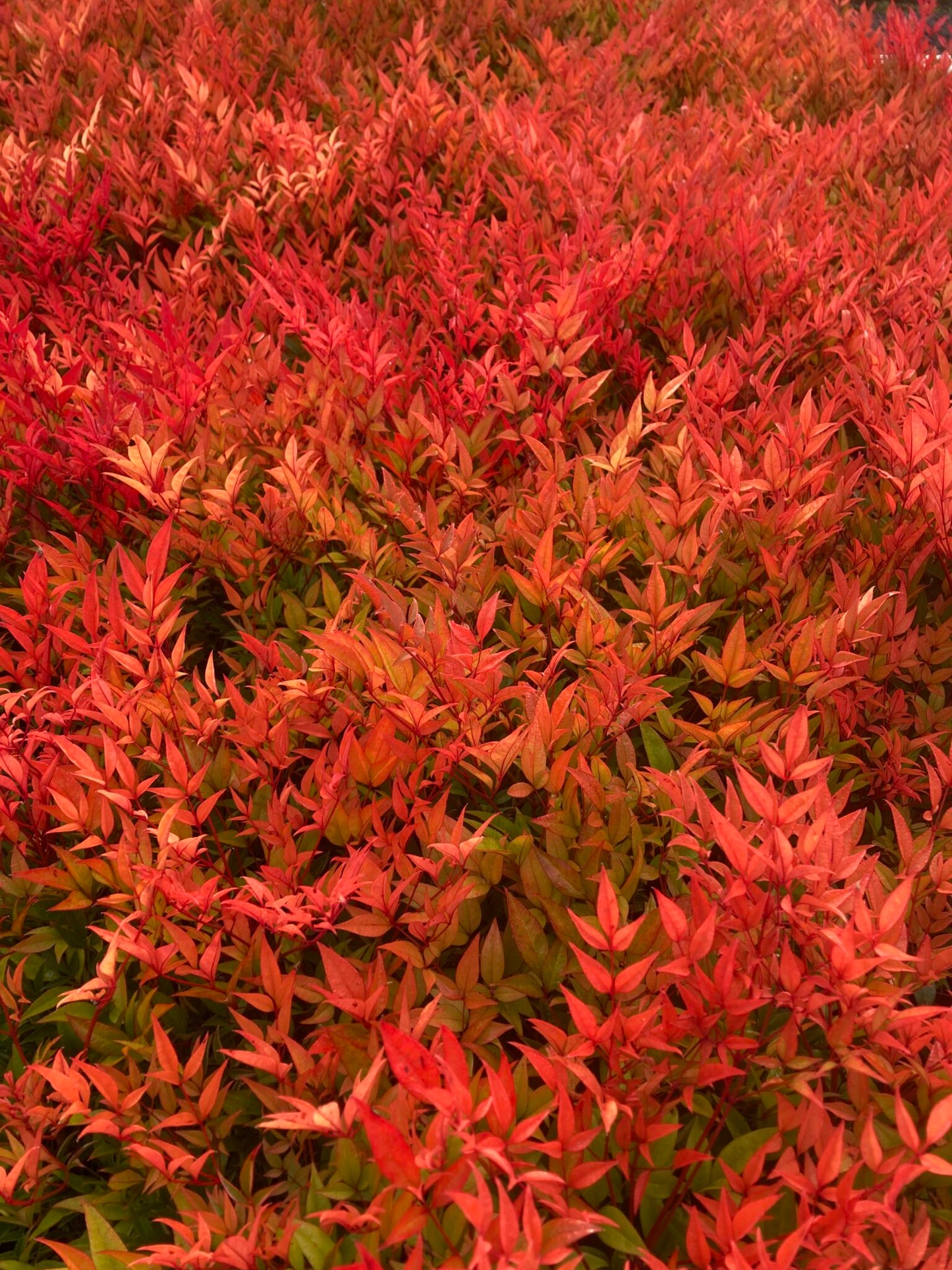 Close-up of Nandina domestica 'Moon Bay' showcasing its striking red foliage.