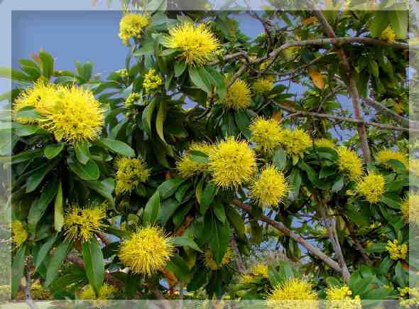 Xanthostemon chrysanthus (Expo Gold)