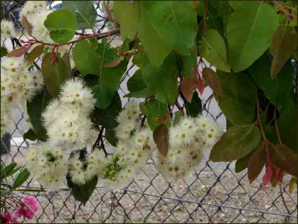 Eucalyptus Torelliana (Cadagi)