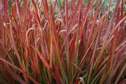 Imperata Rubra (Japanese Blood Grass)