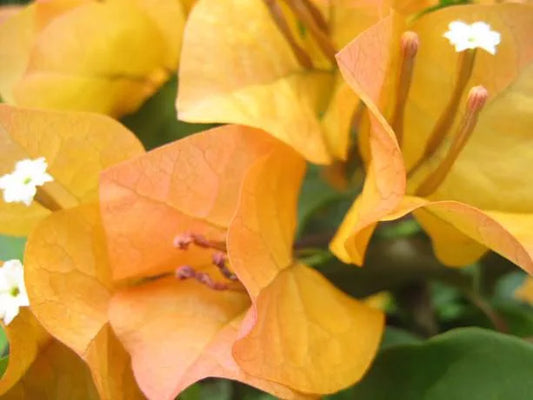 Bougainvillea Glabra (Inca Gold)