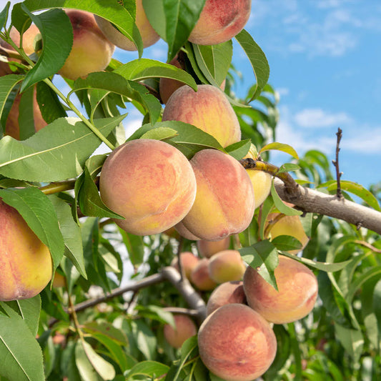 Prunus Persica (Peach Indian)