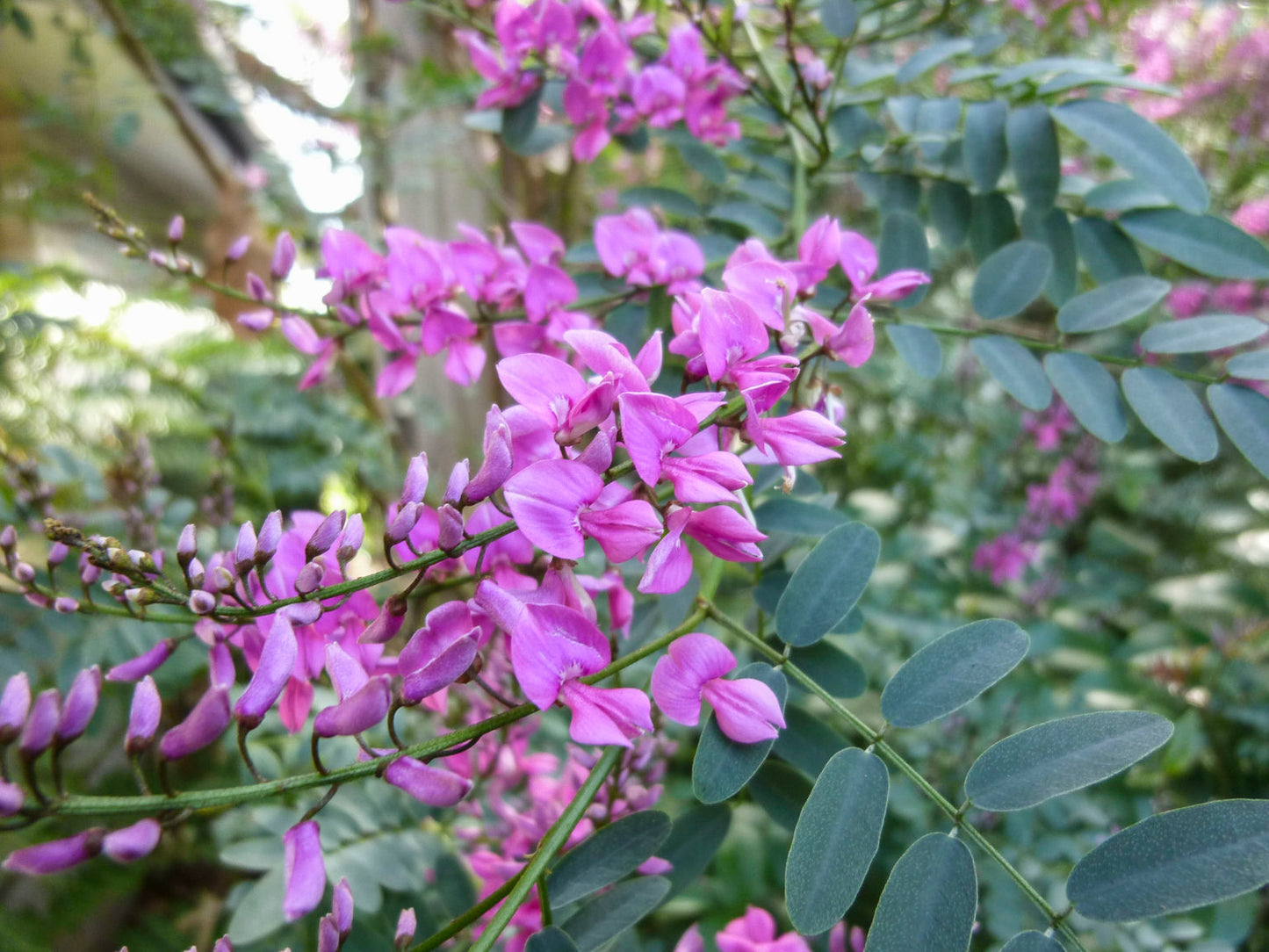 Indigofera Australis (Australian Indigo)