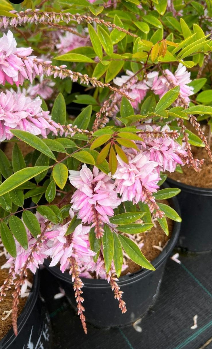 Indigofera Decora (Summer Wisteria)