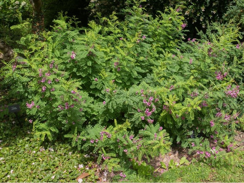 Indigofera Decora (Summer Wisteria)