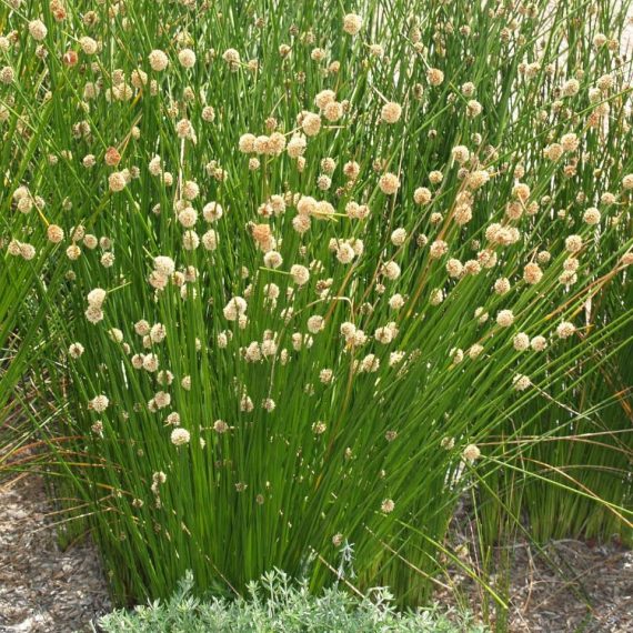 Isolepis Nodosa (Knobby Clubrush)