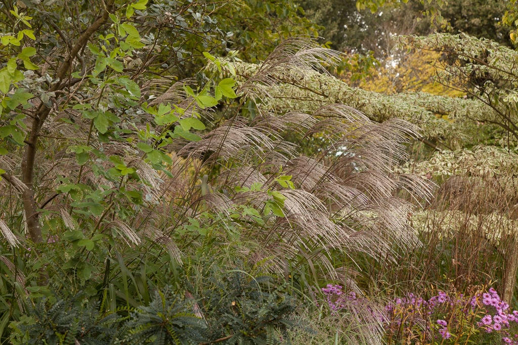 Miscanthus transmorrisonensis (Morrison’s Maiden Grass)